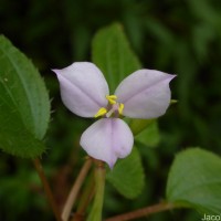 Sonerila crassicaulis Lundin